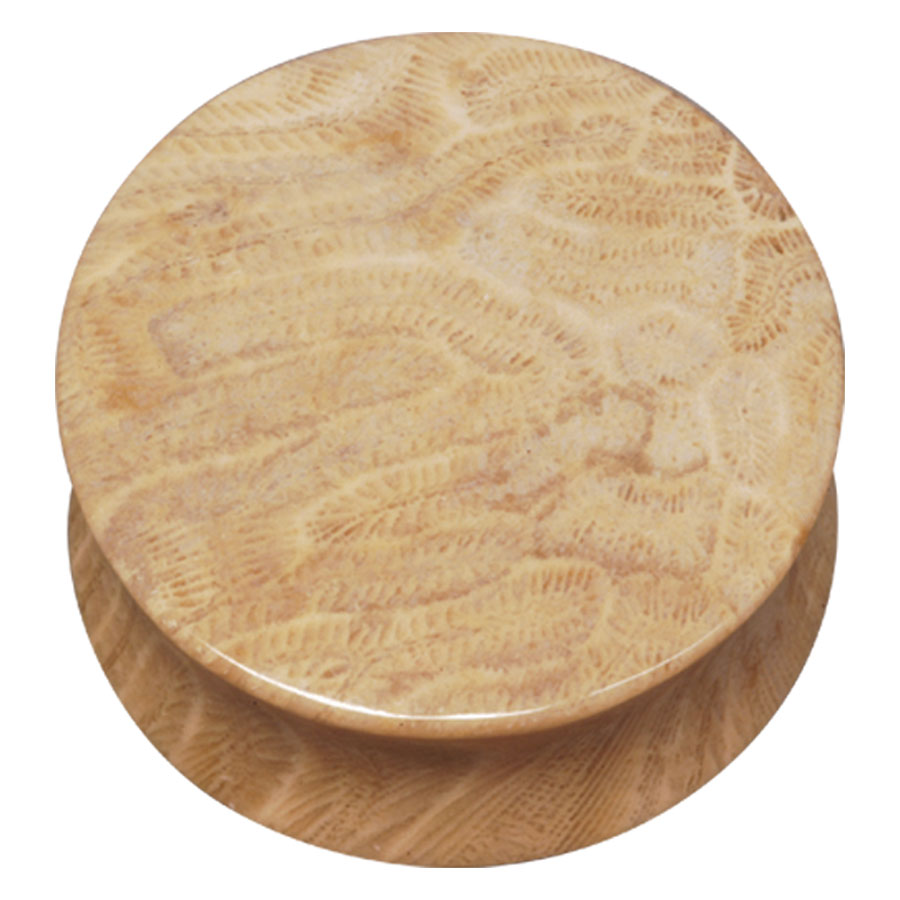Brain Coral Plug