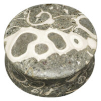 Organic Seafloor Turritella Plug