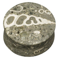 Organic Seafloor Turritella Plug
