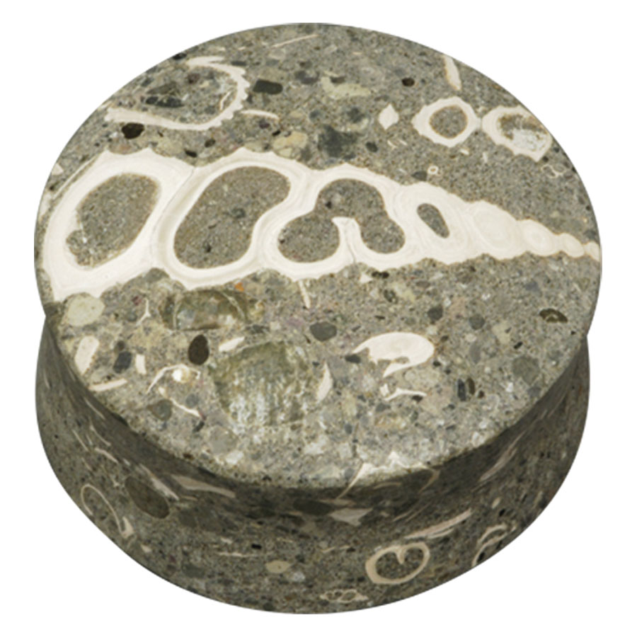 Organic Seafloor Turritella Plug