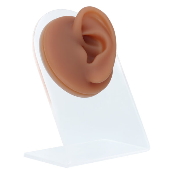 Oreja de silicona marrón en soporte transparente, foto de estudio