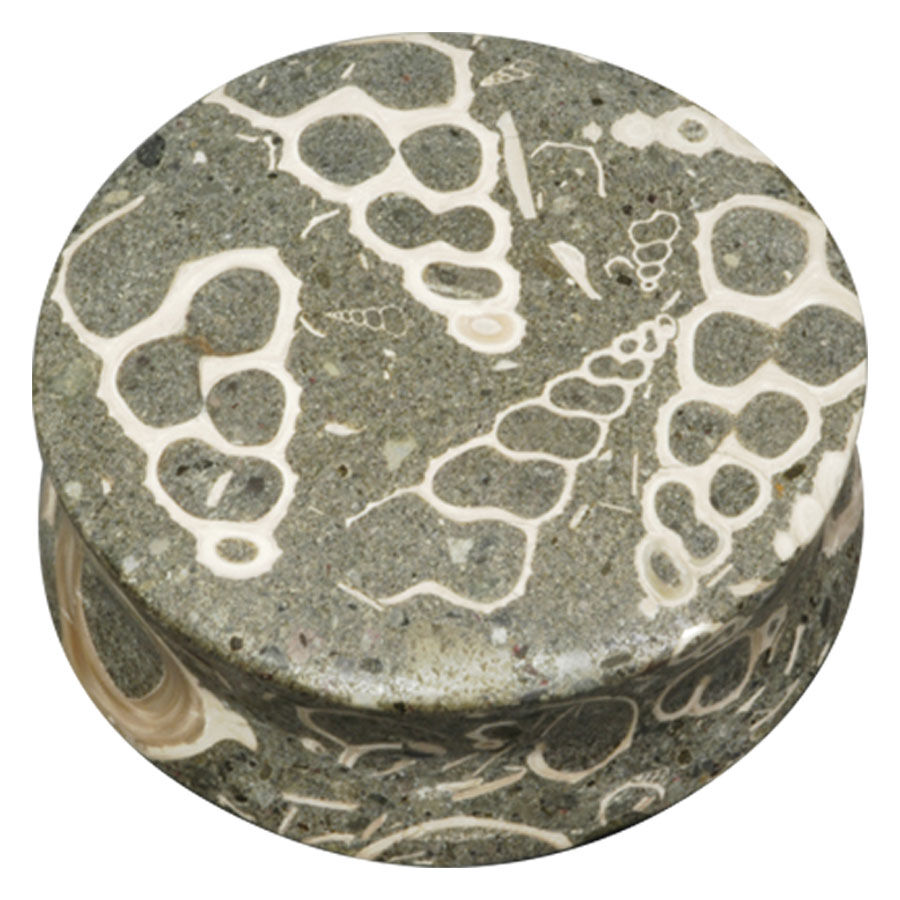Plug redondo Seafloor Turritella de piedra con patrón fósil sobre fondo gris