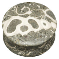 Plug redondo de piedra Seafloor Turritella en gris y blanco sobre fondo blanco
