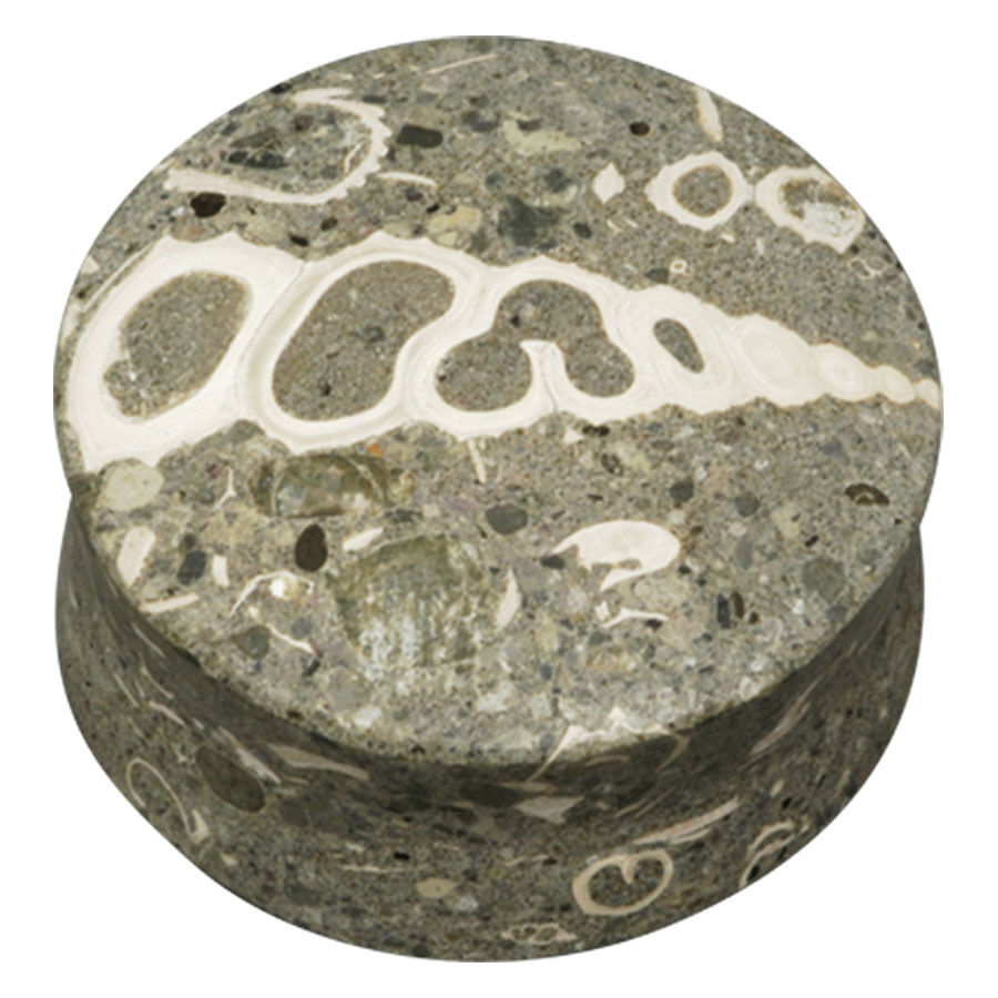 Plug redondo de piedra gris con patrones fósiles sobre fondo blanco