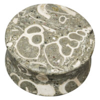 Plug redondo de piedra gris con fósiles blancos de Turritella, sobre fondo blanco