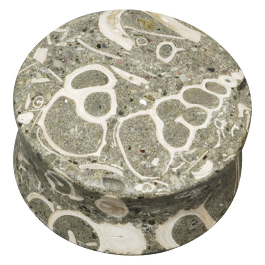 Plug redondo de piedra gris con fósiles blancos de Turritella, sobre fondo blanco