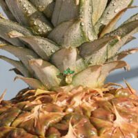 Ajuste de Piercing de Piña Dorada Primer plano de un ajuste de piercing dorado en forma de piña con hojas verdes, colocado sobre una piña real con gotas de agua